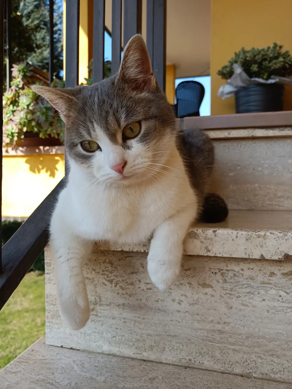 gatta lost   37030 Roncà Wendy