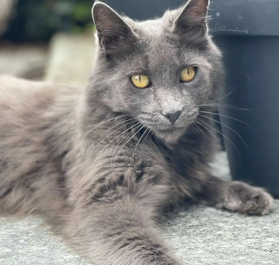 gatta reunited  Place Innocenzo Manzetti 11100 Aoste Penelope