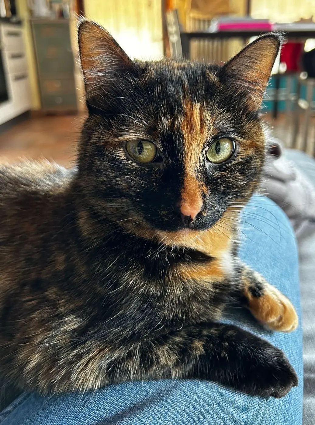 gatta reunited  Place Innocenzo Manzetti 11100 Aoste Undi