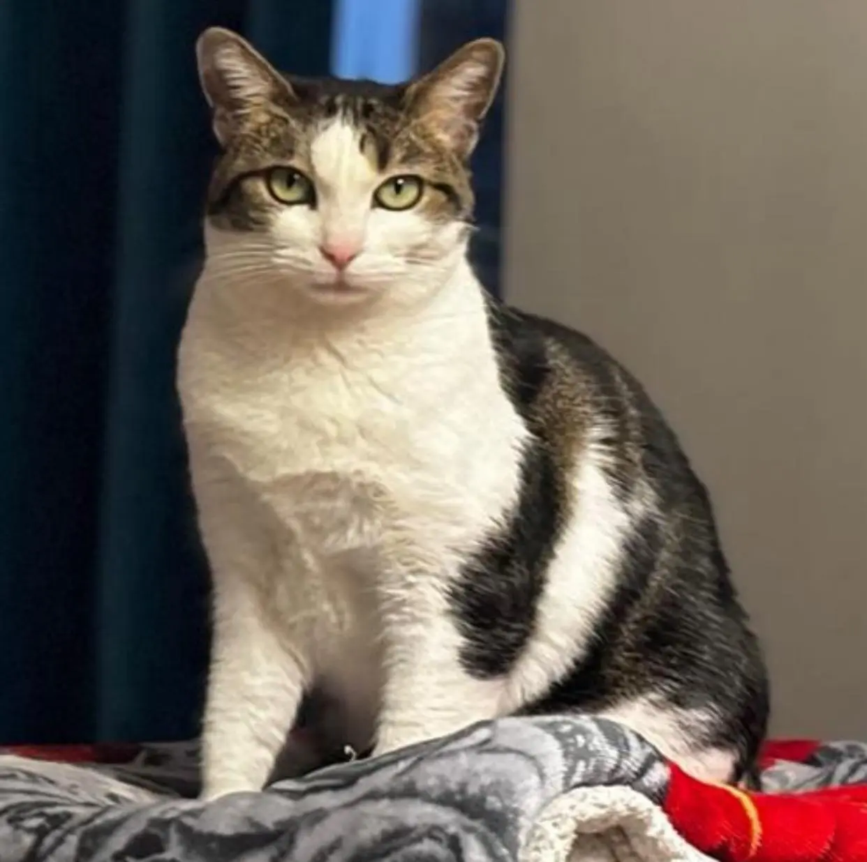 gatta reunited    Saint-Christophe Kimberly