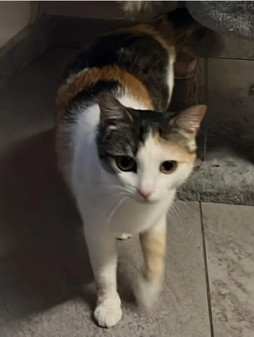 gatta reunited   11010 Aymavilles Maki