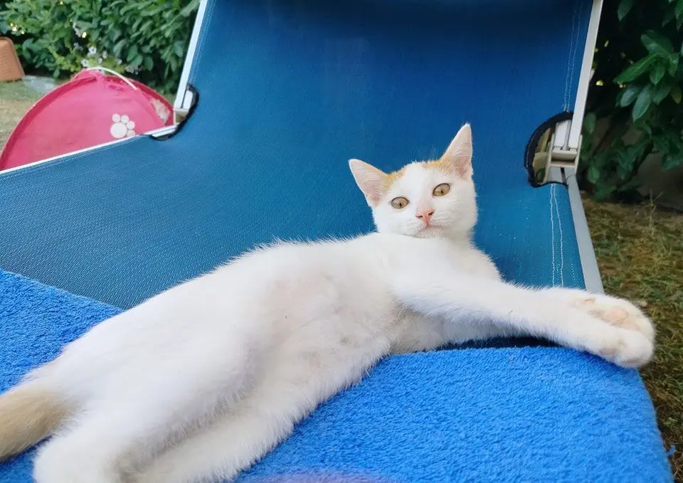 gatta reunited  Strada Provinciale 2 Sirolo - Senigallia 60020 Polverigi Ambra