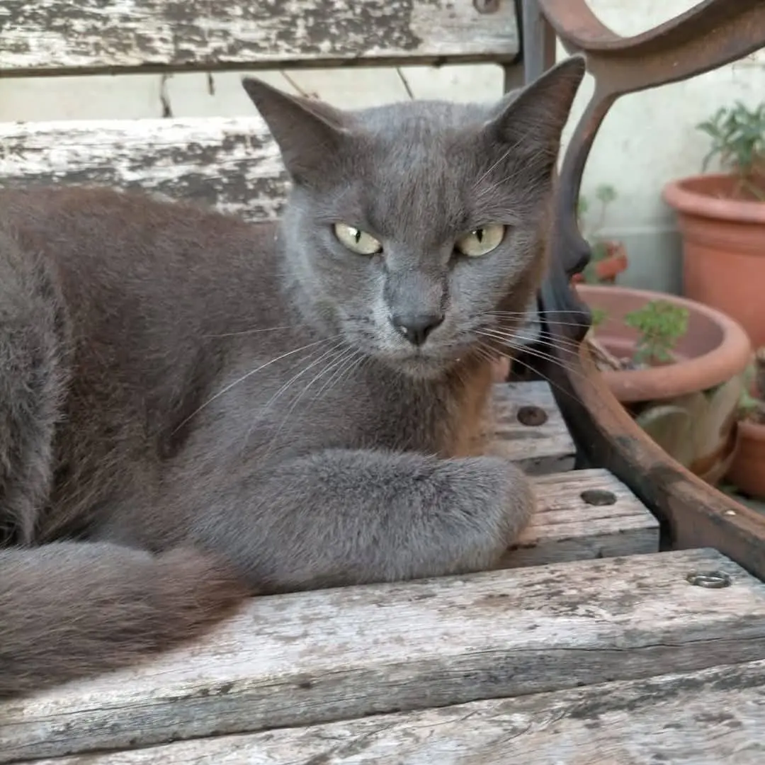 gatta reunited   60019 Senigallia Calipso / bisbi