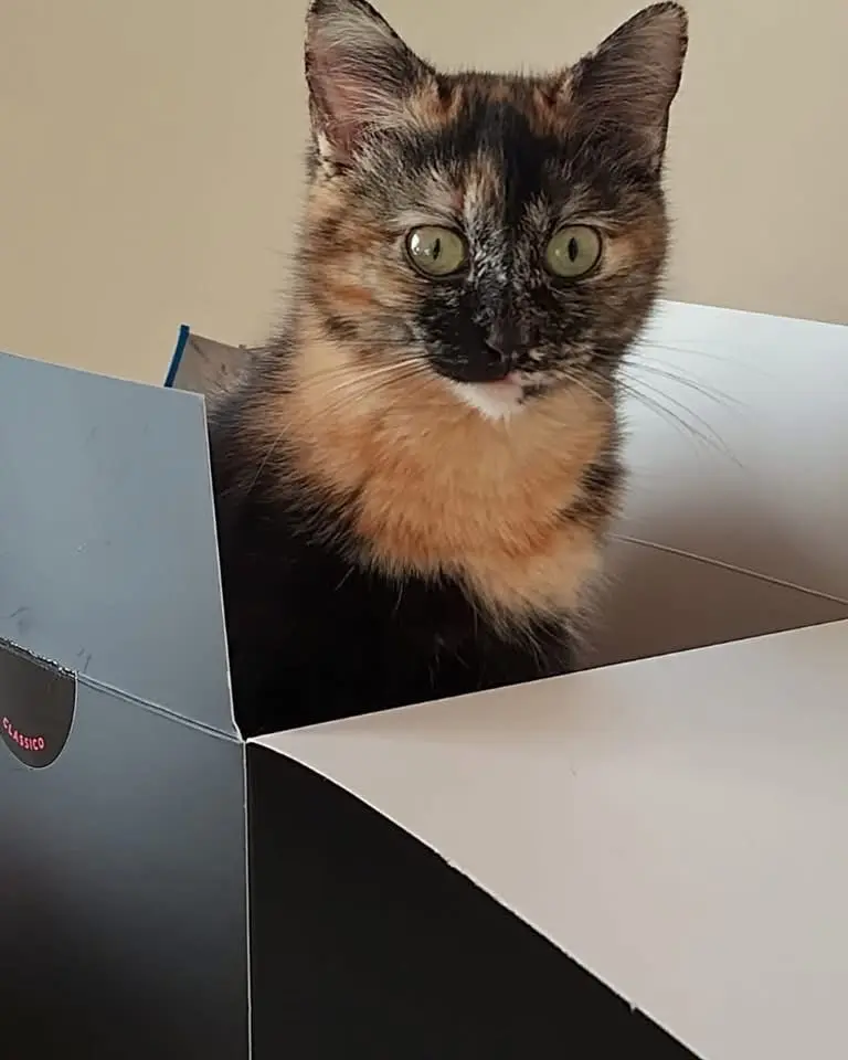 gatta reunited   60018 Montemarciano Elba