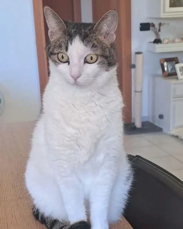 gatta reunited  Via Peschiera 60020 Sirolo Milù