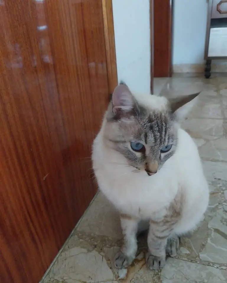 gatta reunited   60019 Senigallia Poppi