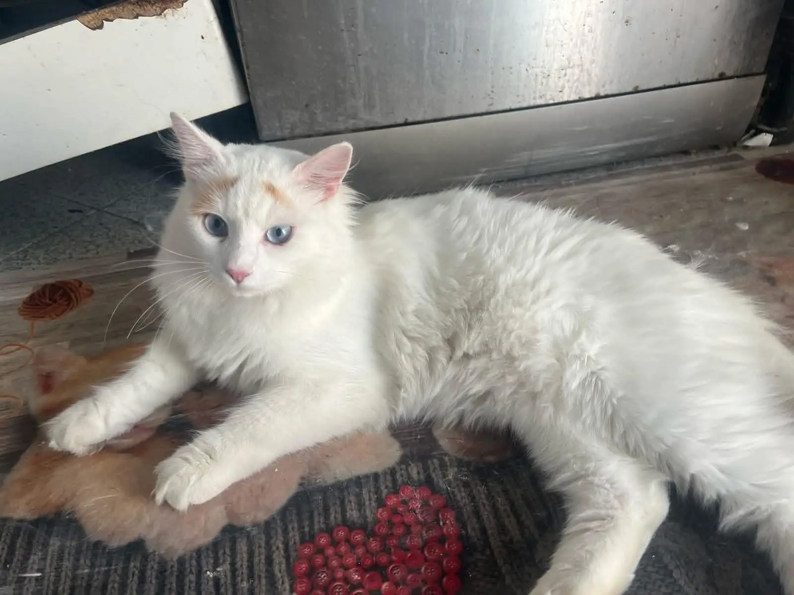 gatta reunited    Jesi Sky