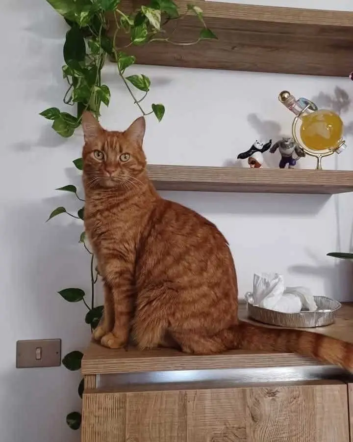 gatta reunited    Jesi Sole