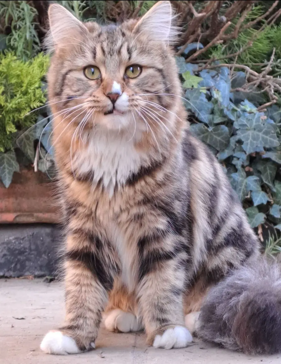 gatta reunited   24121-24129 Bergame Cuba