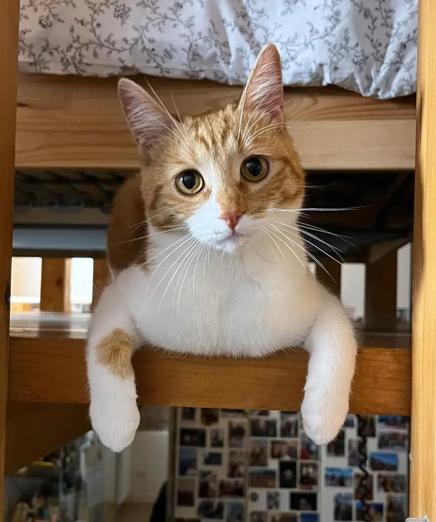 gatta reunited   24054 Calcio Edna