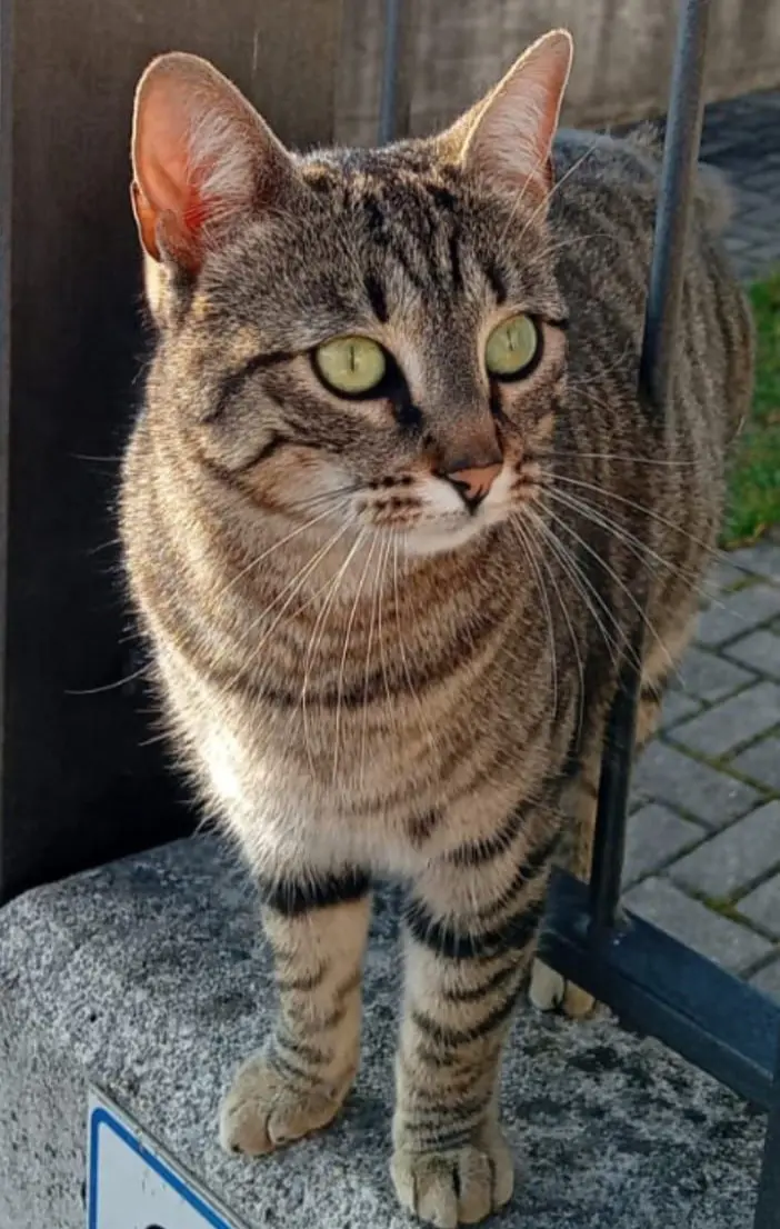 gatta reunited   24026 Cazzano Sant'Andrea Mici