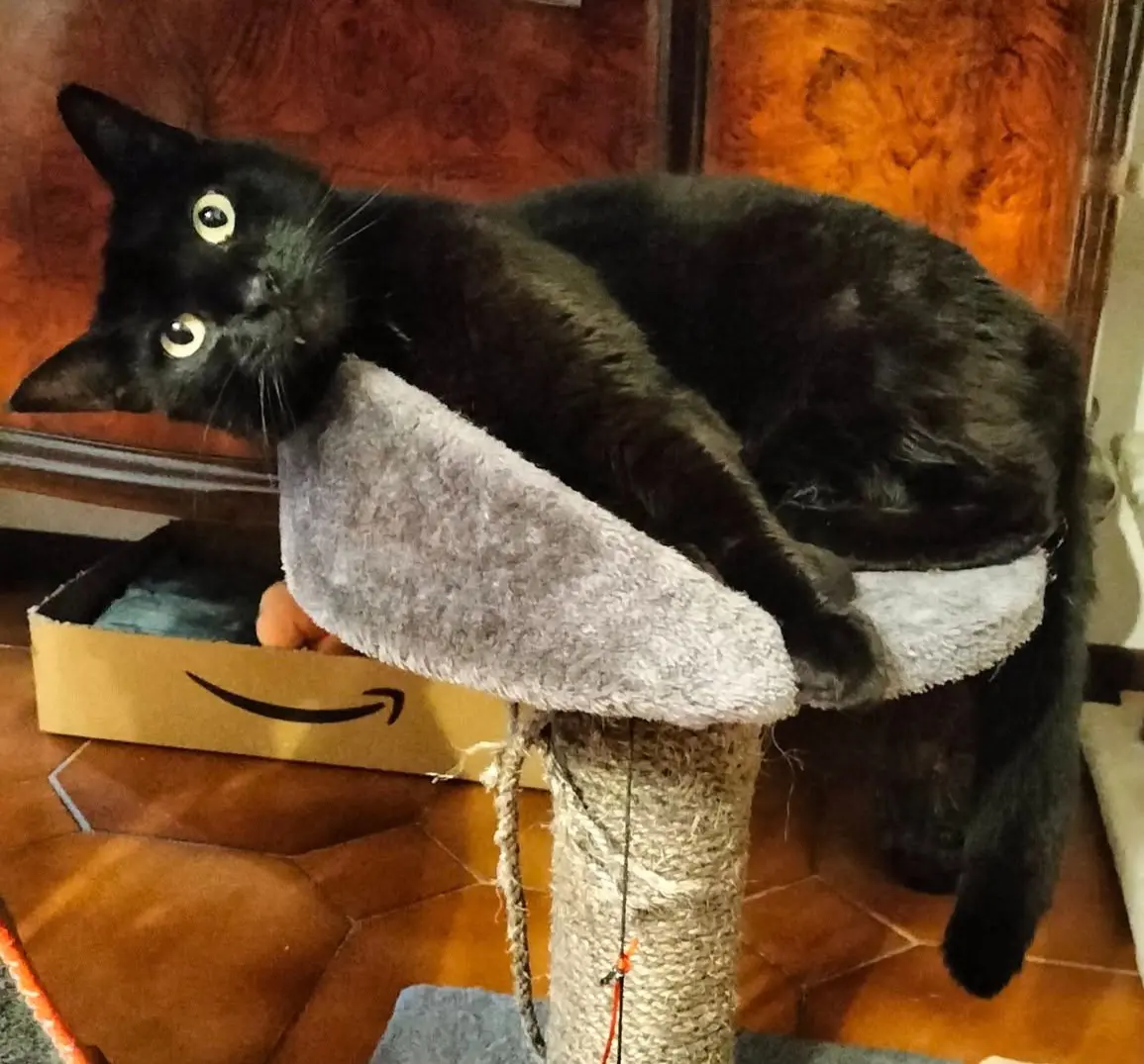 gatta reunited   24020 Scanzorosciate Rita