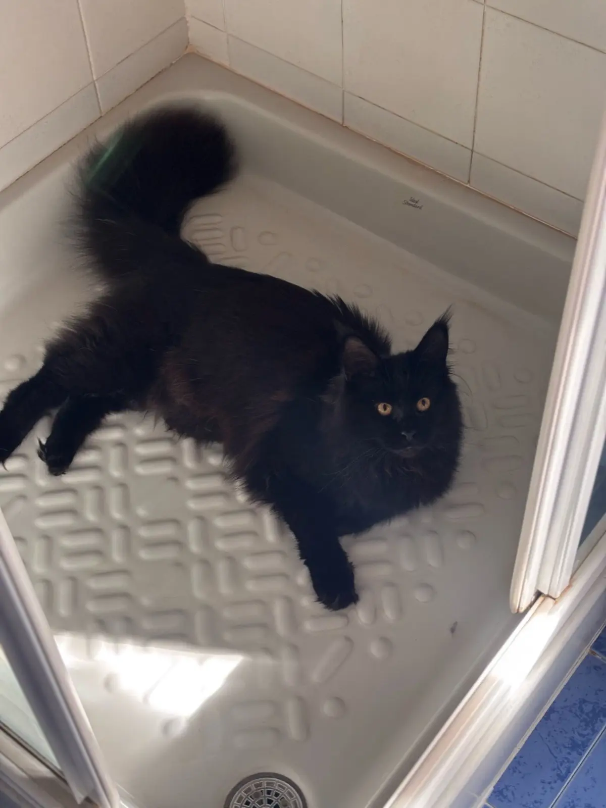 gatta reunited   13811 Andorno Micca Margot