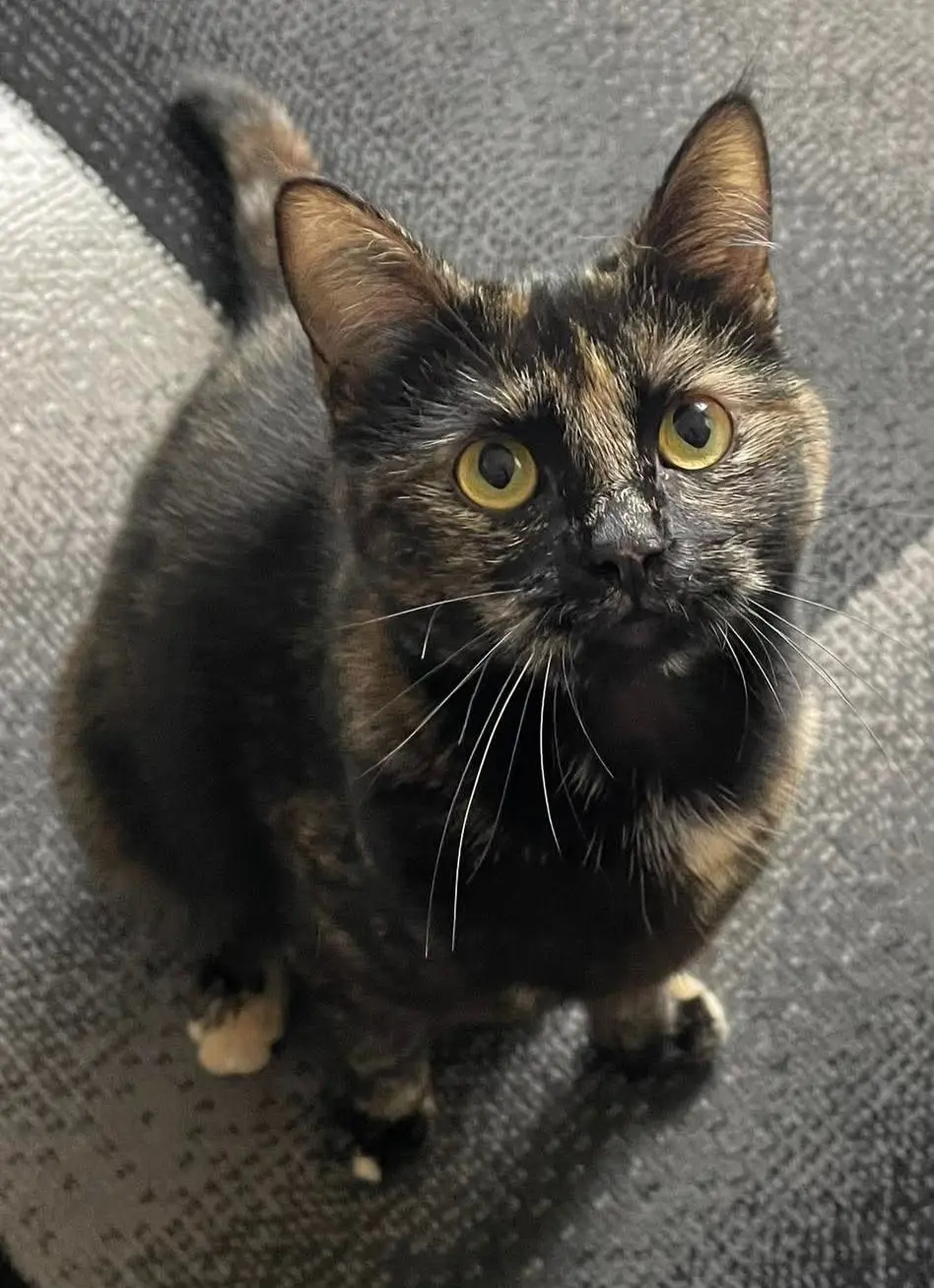 gatta reunited   09048 Sìnnia/Sinnai Bia