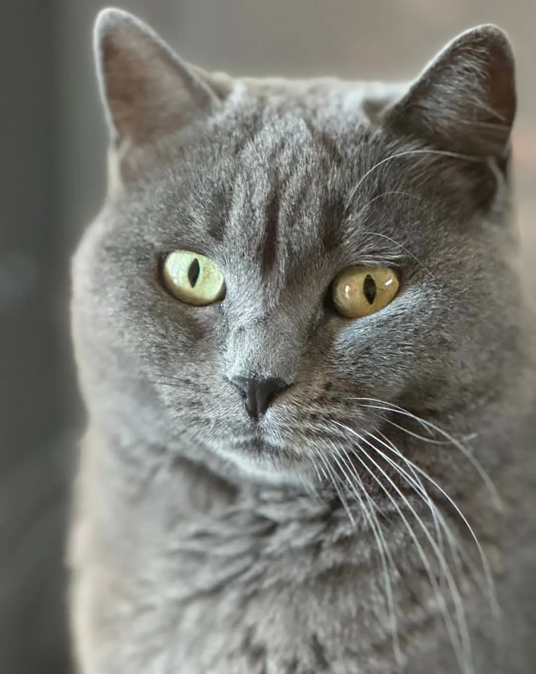 gatta reunited    Cagliari Alex