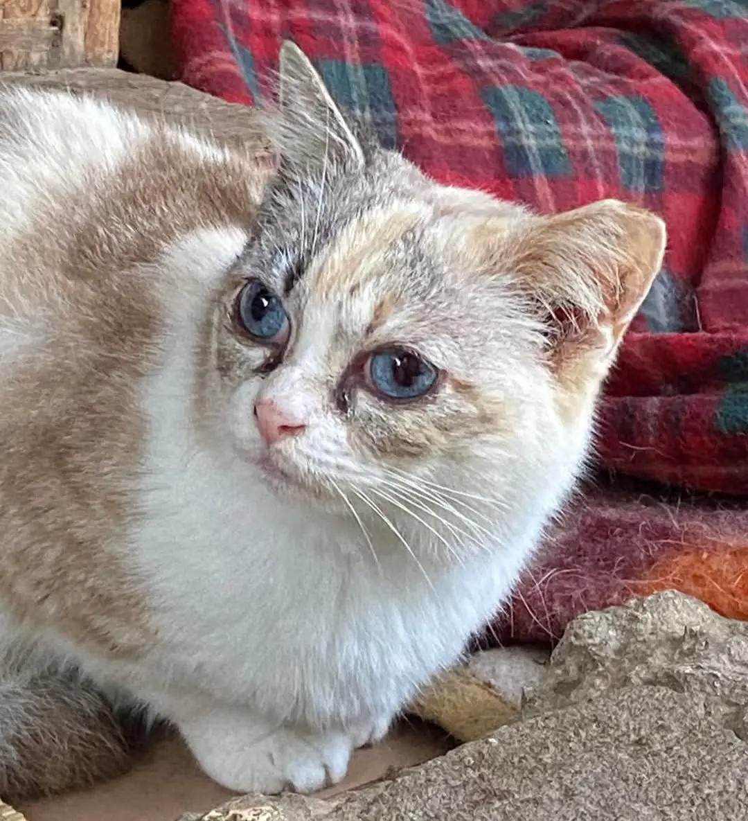 gatta reunited    Cagliari Alice