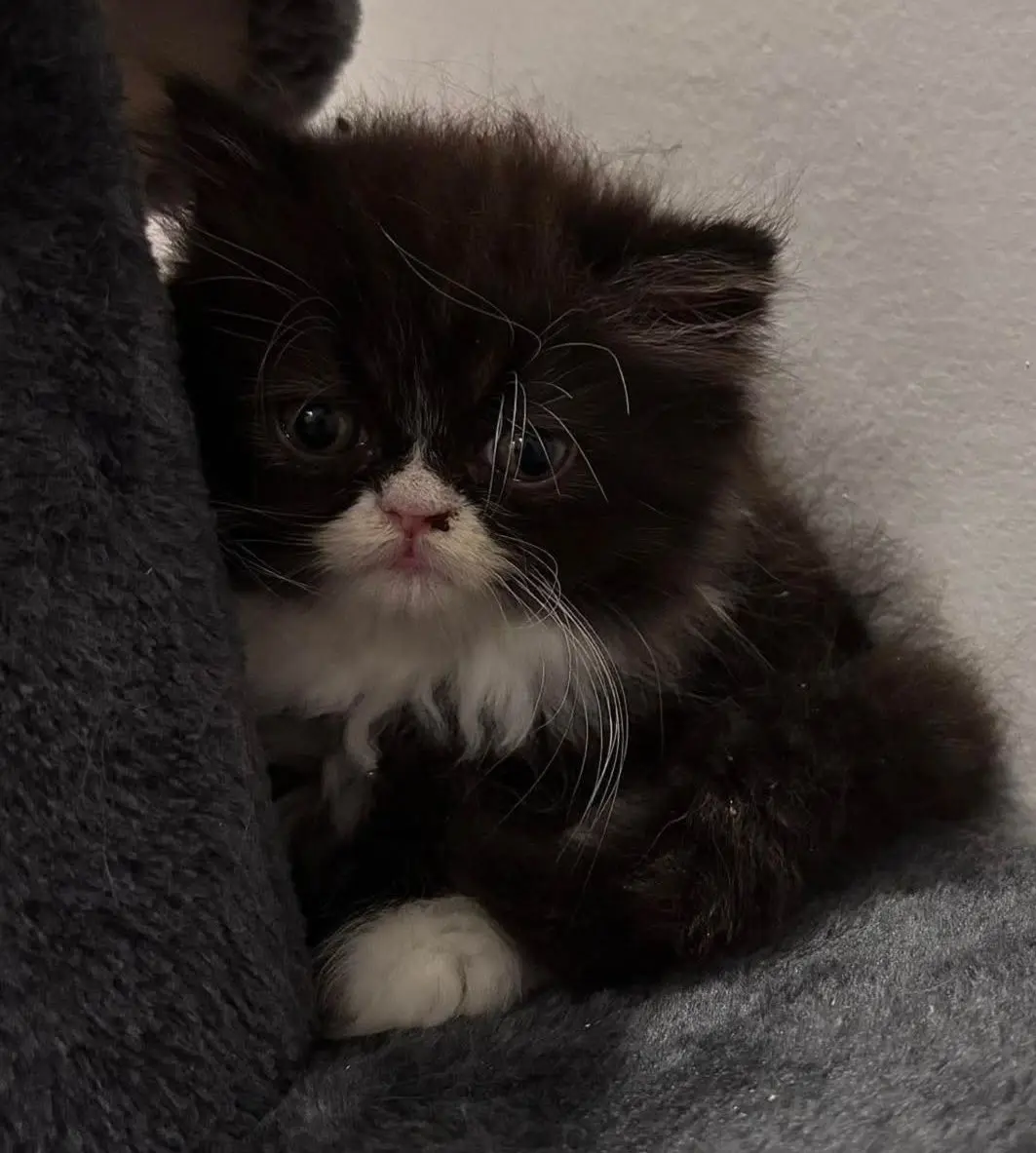 gatta reunited    Cagliari Camilla