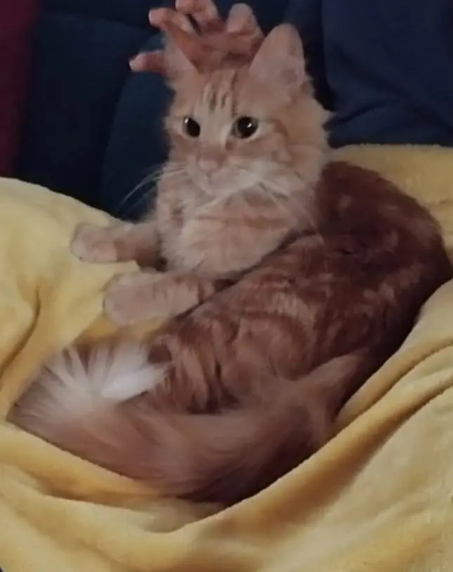 gatta reunited    Cagliari Charlotte