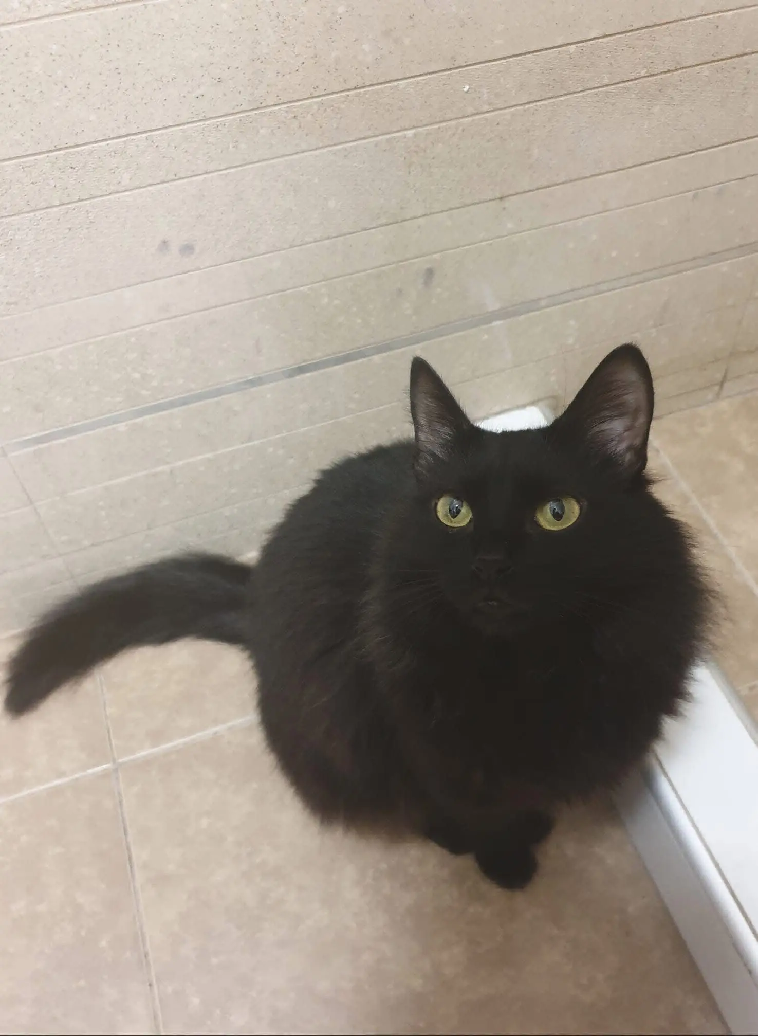 gatta reunited    Cagliari Jiji