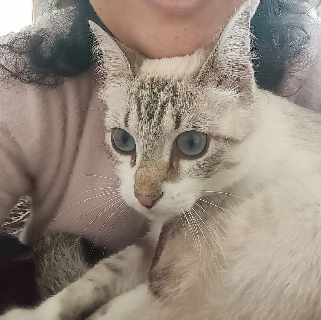 gatta reunited    Cagliari Killa