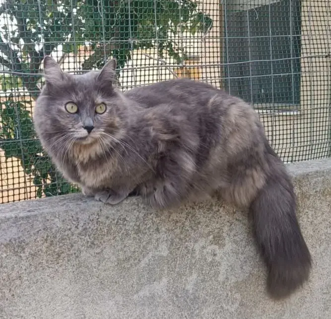 gatta reunited    Cagliari Rucola