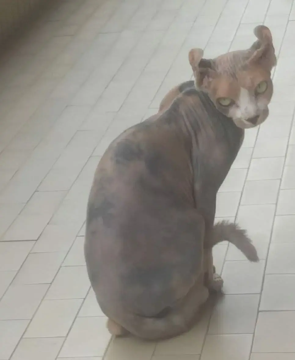 gatta reunited   09045 Quartu Sant'Aleni/Quartu Sant'Elena Chloe