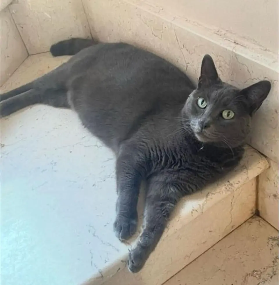 gatta reunited   09047 Ceraxus/Selargius Giada