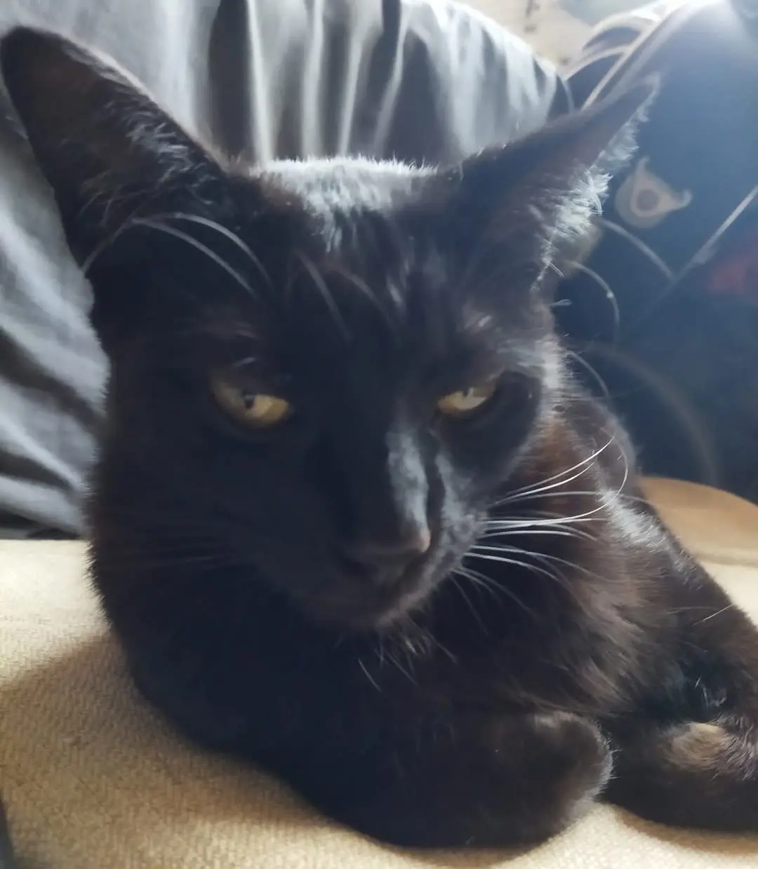 gatta reunited   09045 Quartu Sant'Aleni/Quartu Sant'Elena Lilly