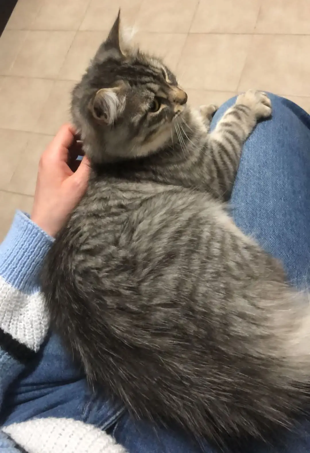 gatta reunited   09032 Assèmini/Assemini Lilly