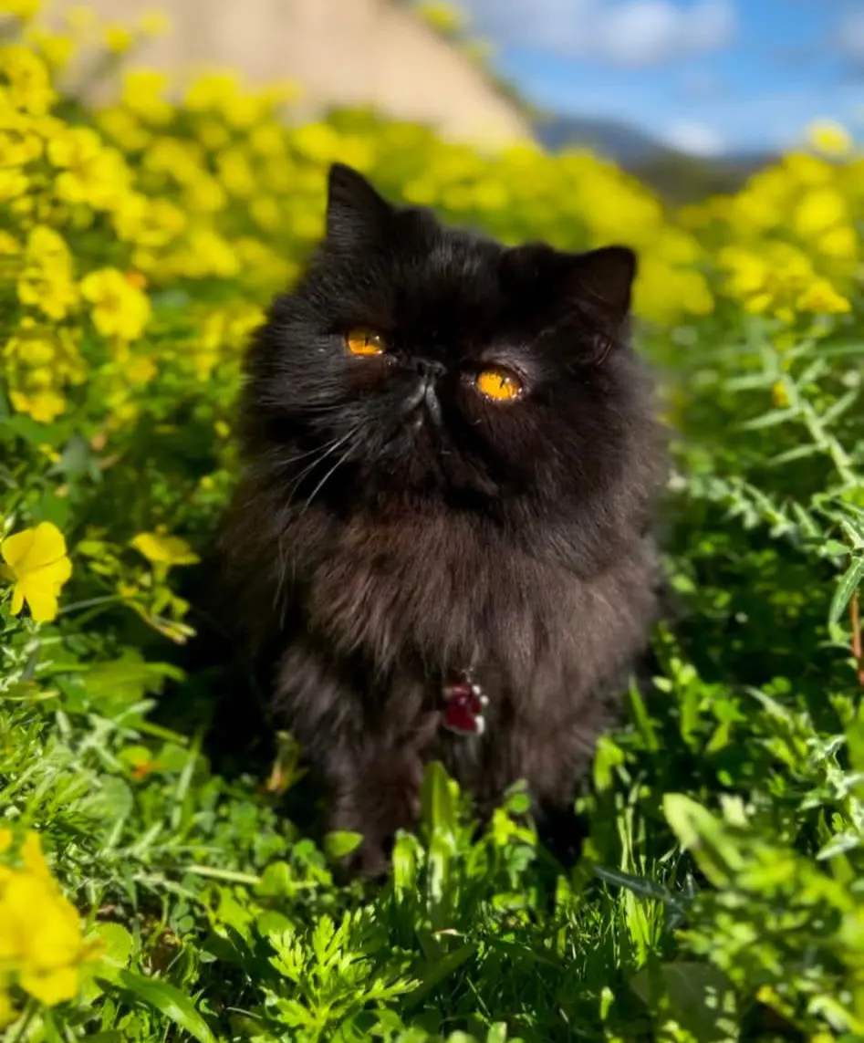 gatta reunited   09048 Sìnnia/Sinnai Luna