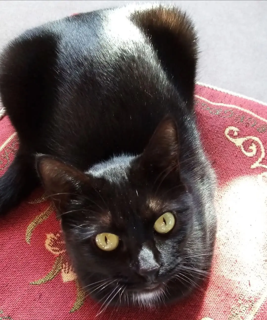 gatta reunited   09045 Quartu Sant'Aleni/Quartu Sant'Elena Mia