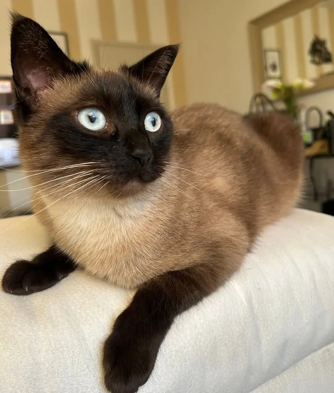 gatta reunited   09047 Ceraxus/Selargius Mia