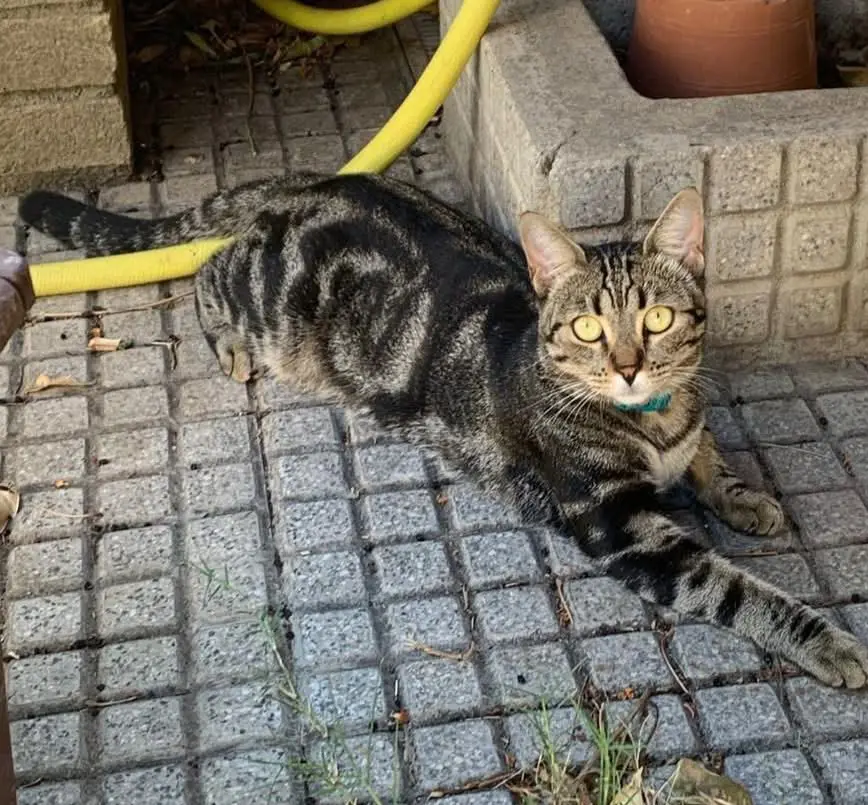 gatta reunited   09045 Quartu Sant'Aleni/Quartu Sant'Elena Mia