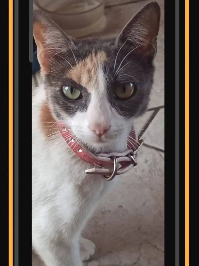 gatta reunited   09040 Maracalagonis Micia