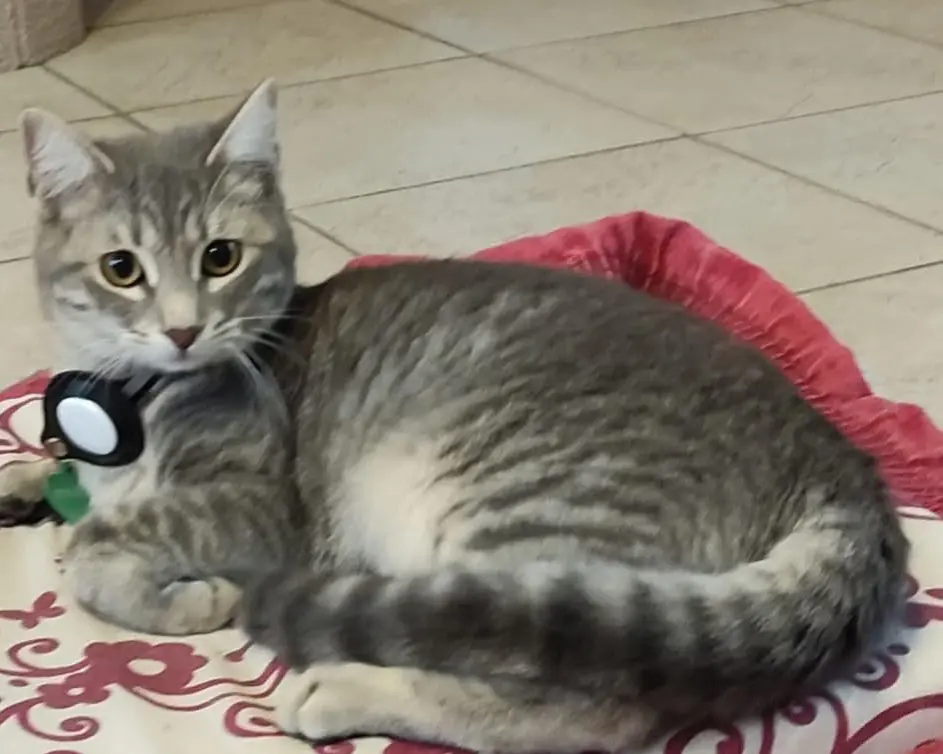 gatta reunited   09045 Quartu Sant'Aleni/Quartu Sant'Elena Nina