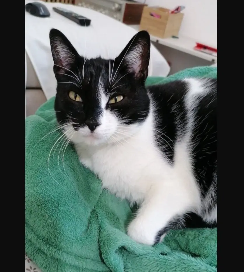 gatta reunited   09068 Uda/Uta Paraffina