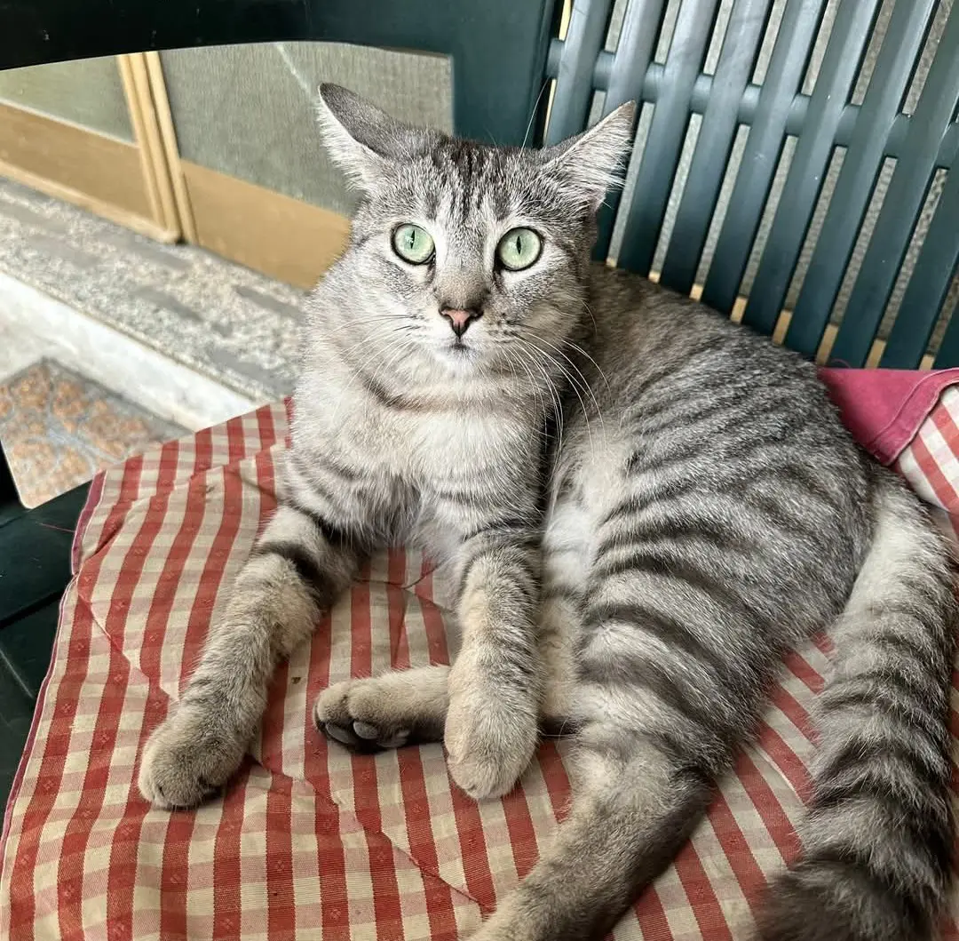 gatta reunited  Via Stazione 09030 Su Masu/Elmas Priscilla