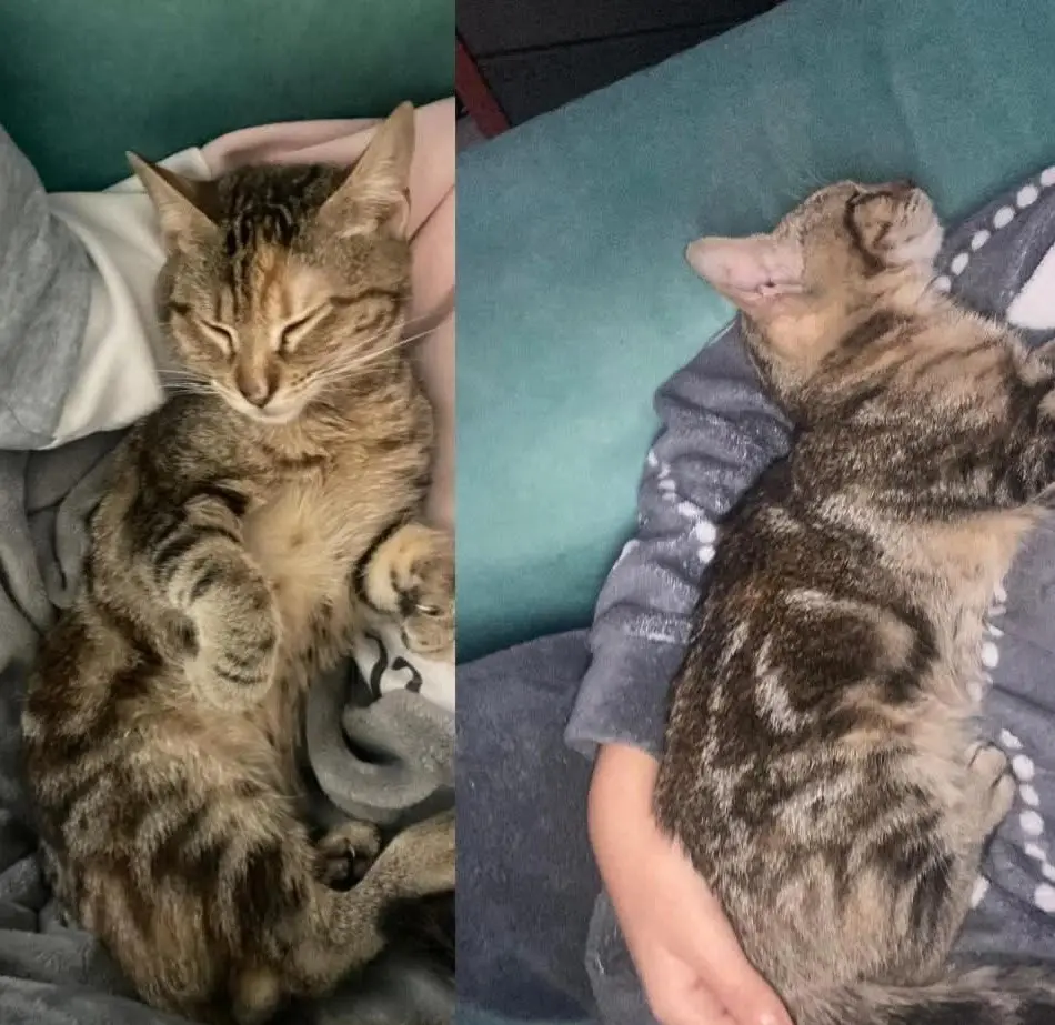 gatta reunited   09042 Paùli/Monserrato Spugnetta