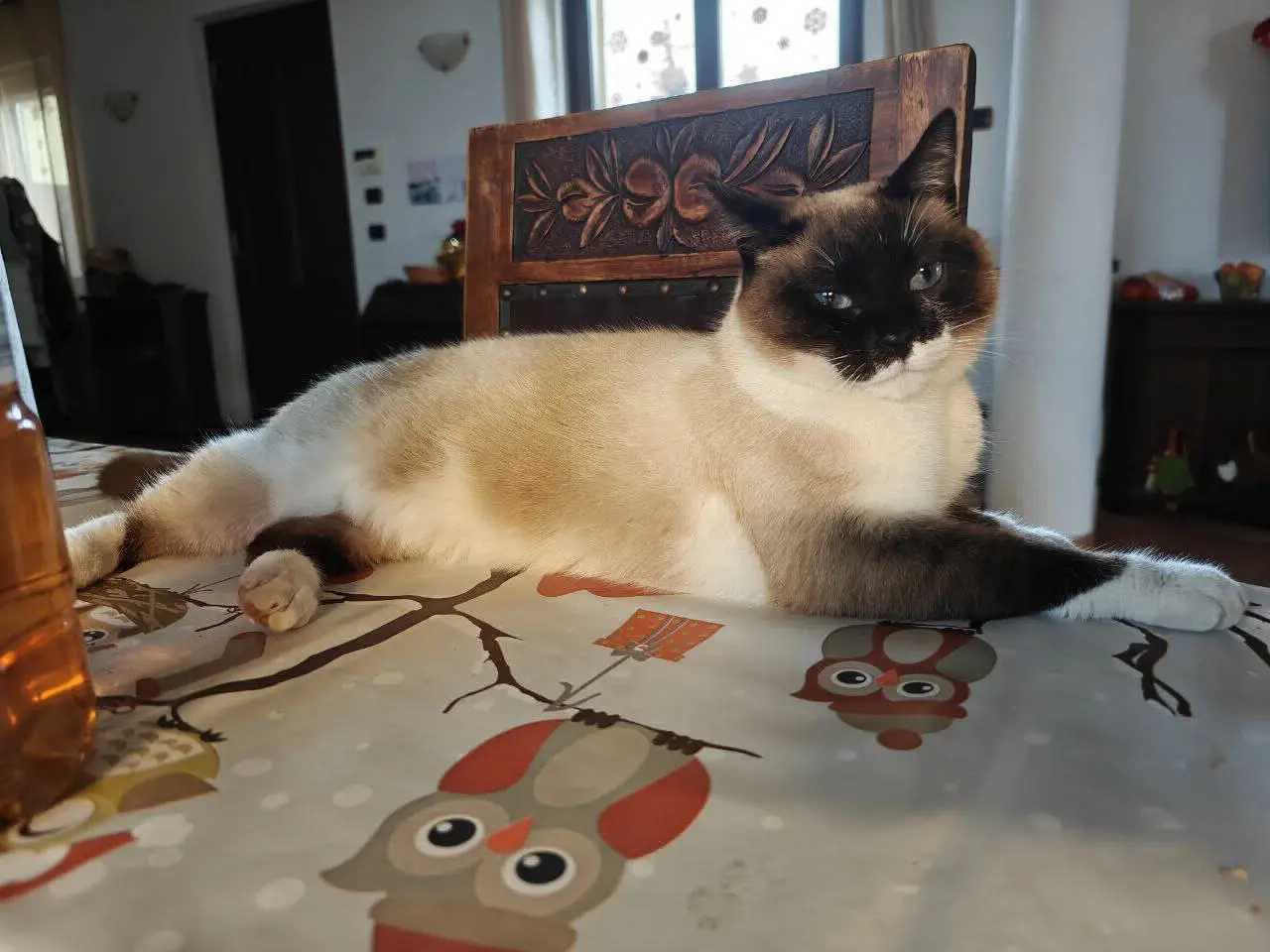 gatta reunited    Margarita Chanel