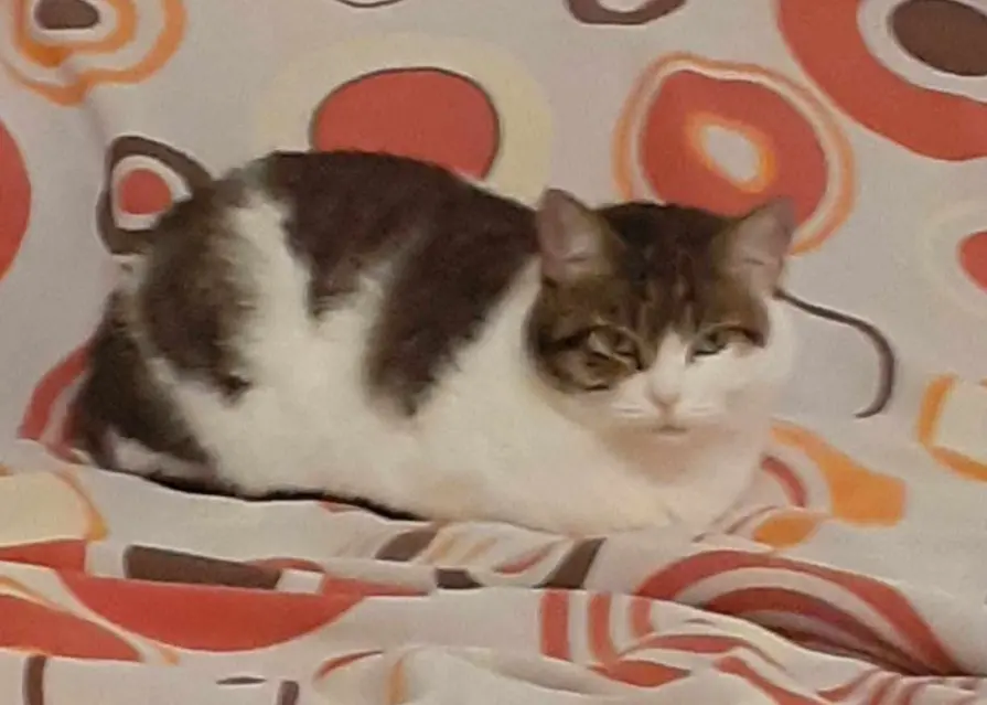 gatta reunited   50053 Empoli Dea