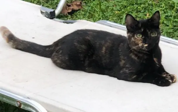 gatta reunited    Florence Crusca