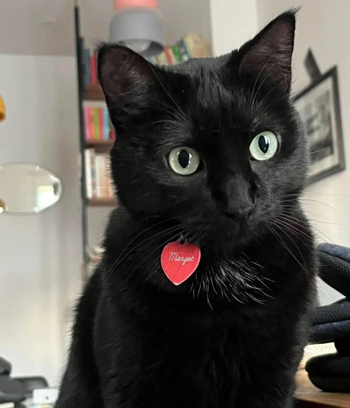 gatta reunited    Florence Margot