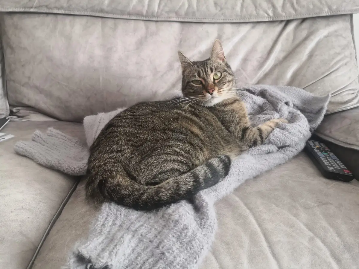 gatta reunited   63900 Fermo Briciola