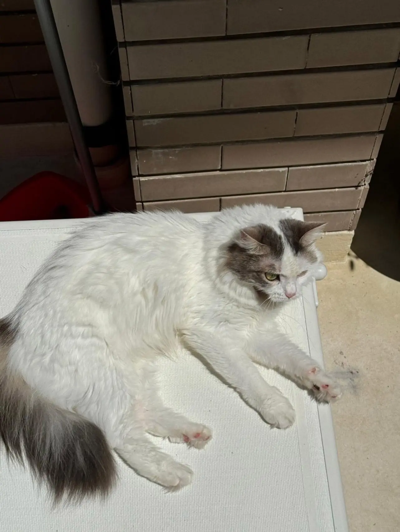 gatta reunited  Autostrada Adriatica 63821 Porto Sant'Elpidio Chloe