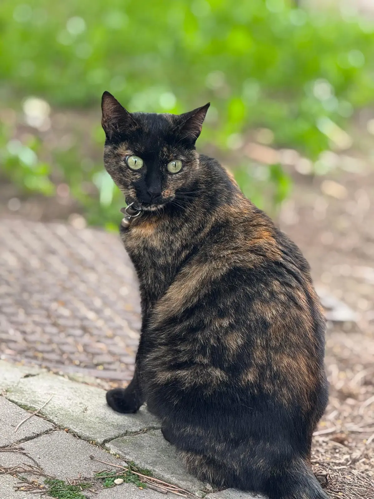 gatta reunited   63900 Fermo Luna