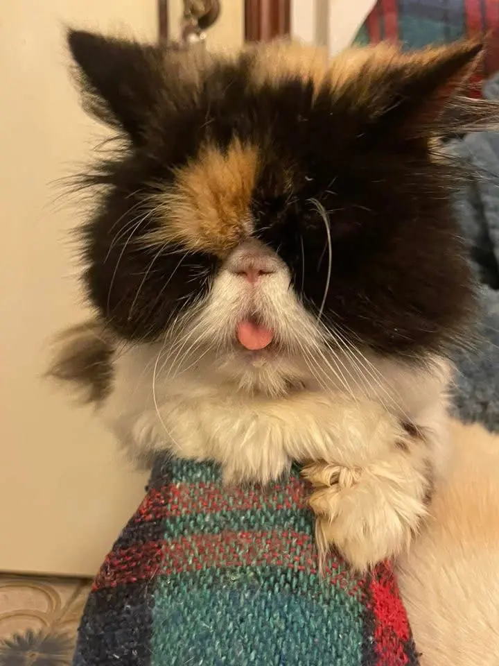 gatta reunited   63900 Fermo Mafy