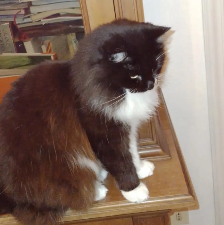 gatta reunited   16035 Rapallo Biba