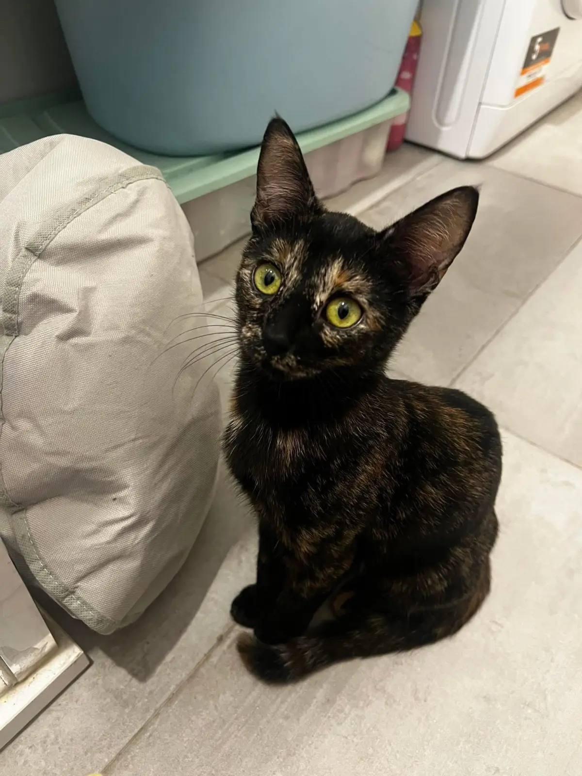 gatta reunited    Gênes Chichi