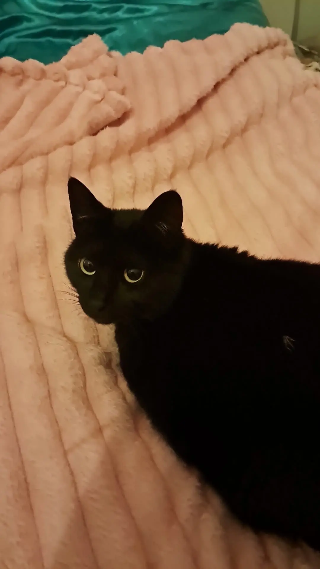 gatta reunited    Gênes Cloe