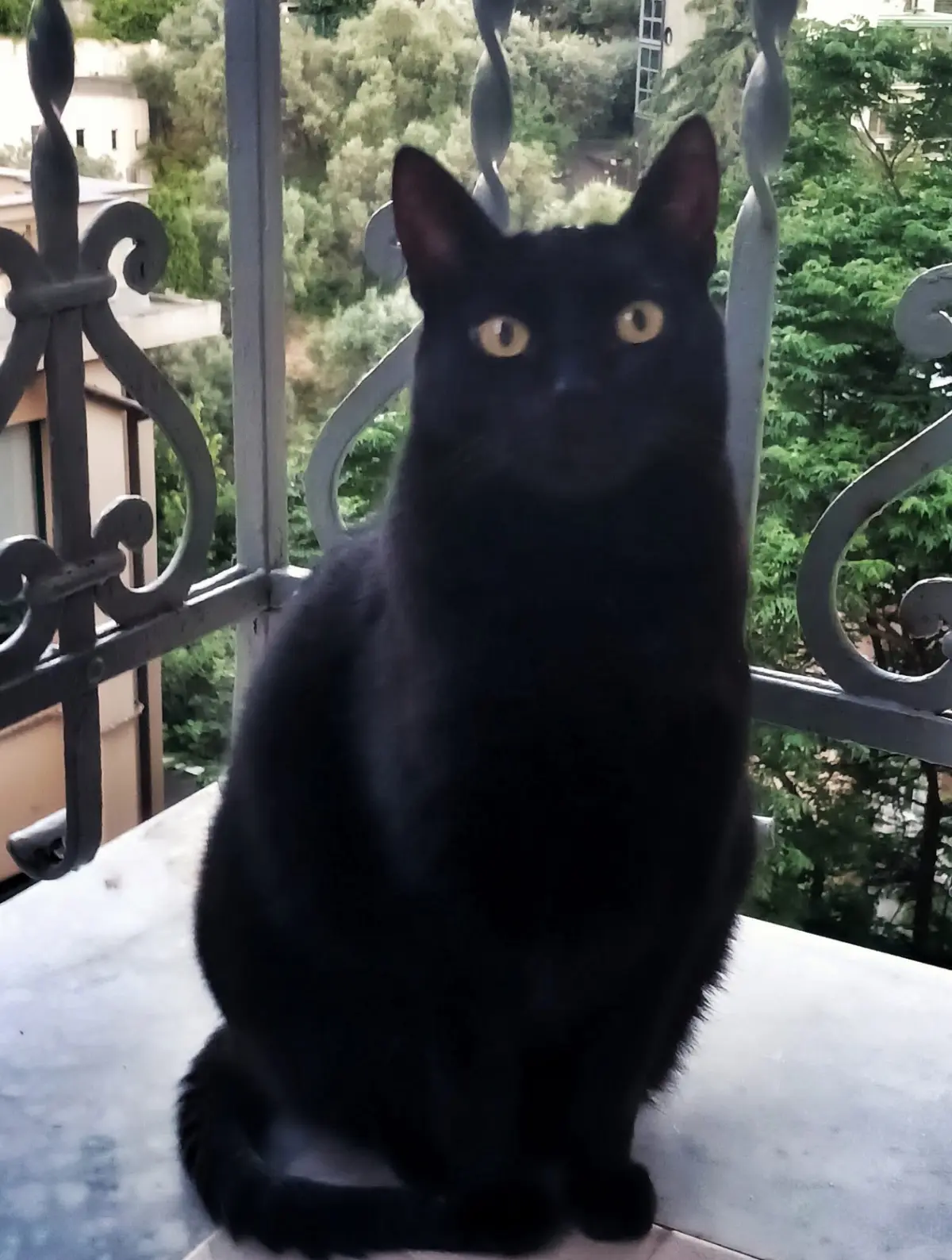 gatta reunited    Gênes Dafne